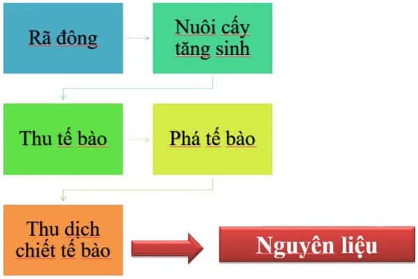 Quy trình tạo dịch chiết công nghệ tế bào gốc nhung hươu