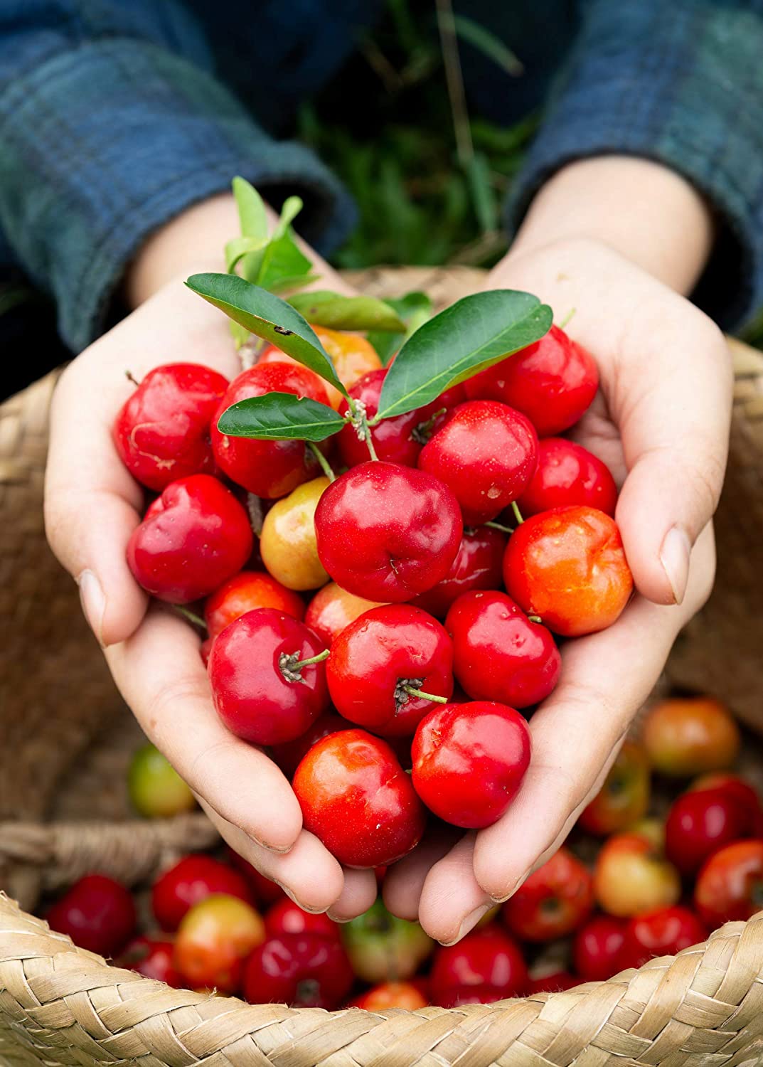 Quả Acerola là gì?