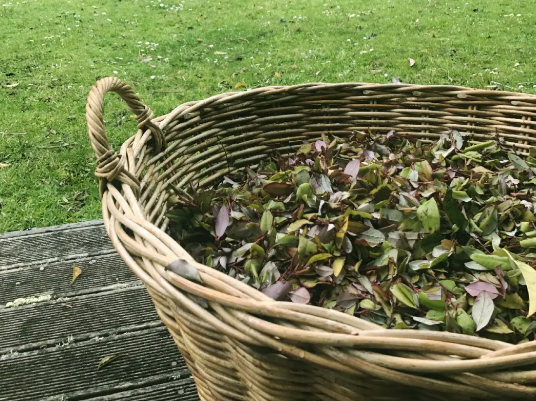 Viên Uống Trị Nấm Phụ Khoa Candida – Kolorex Advanced