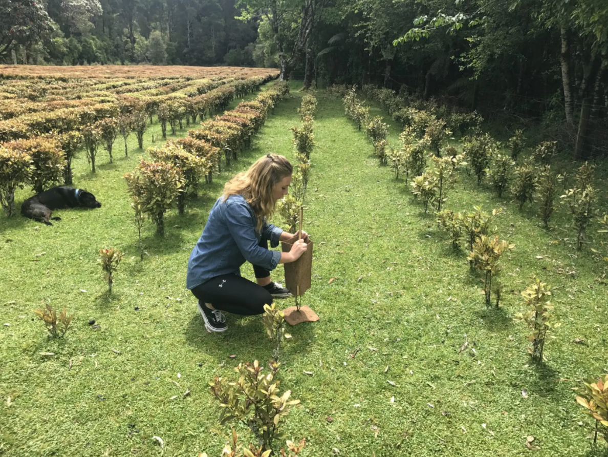 Viên Uống Trị Nấm Phụ Khoa Candida – Kolorex Advanced