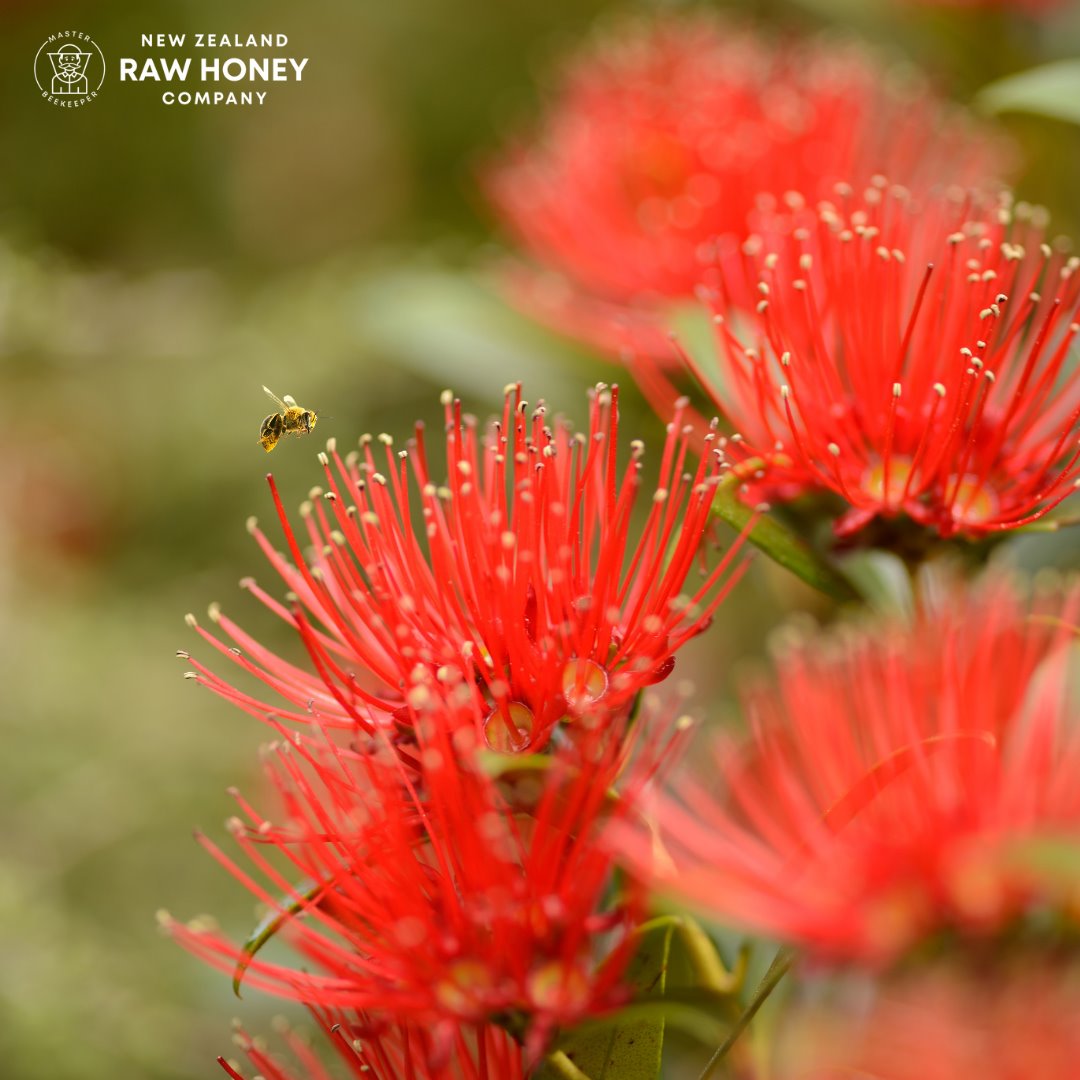 Hoa Rata New Zealand