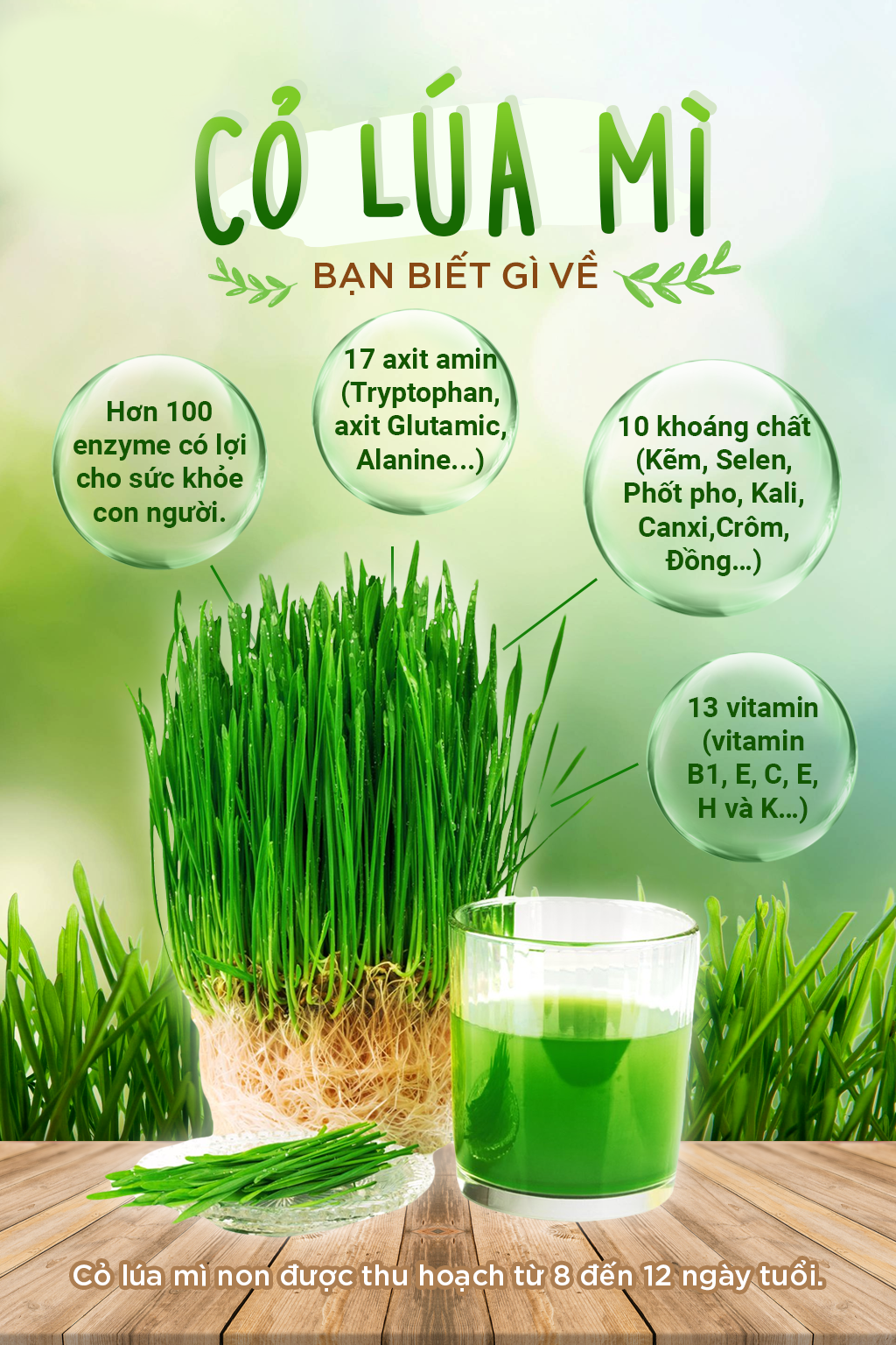 Viên uống Deep Blue Health Wheat Grass từ cỏ lúa mì - Bổ sung khoáng chất & Vitamin