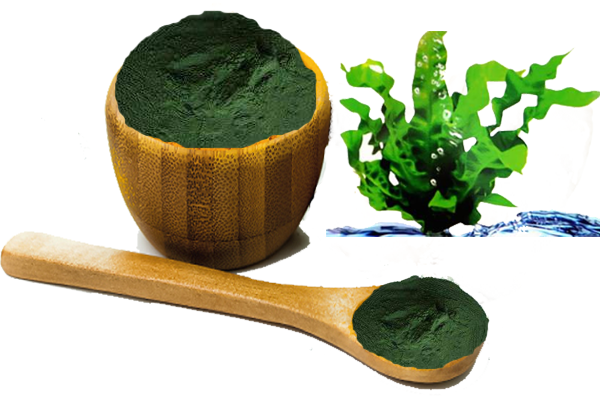 Tảo xoắn Spirulina - Siêu thực phẩm giàu dinh dưỡng