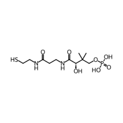 Cấu trúc phân tử Coenzyme A