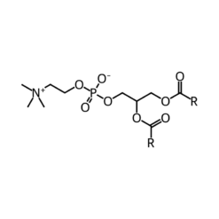 Cấu trúc phân tử EFA-Phospholipids