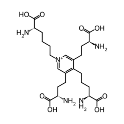 Cấu trúc phân tử Elastin