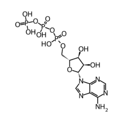 Cấu trúc phân tử Oat Proteins ATP