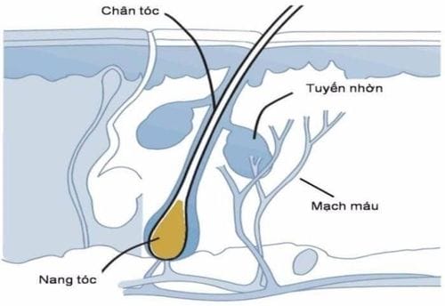 Cấy tóc FUE: tiêu chí lựa chọn
