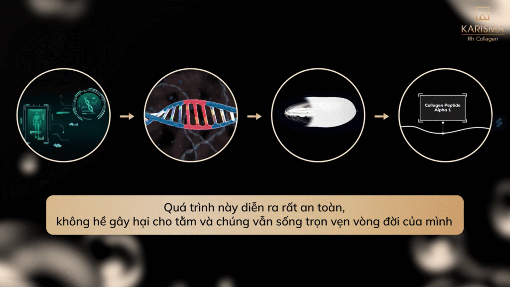 Hình ảnh mô tả quy trình chiết tách collagen từ tằm Bombyx Mori, khẳng định hiệu quả của Karisma Rh Collagen trong trẻ hóa da.