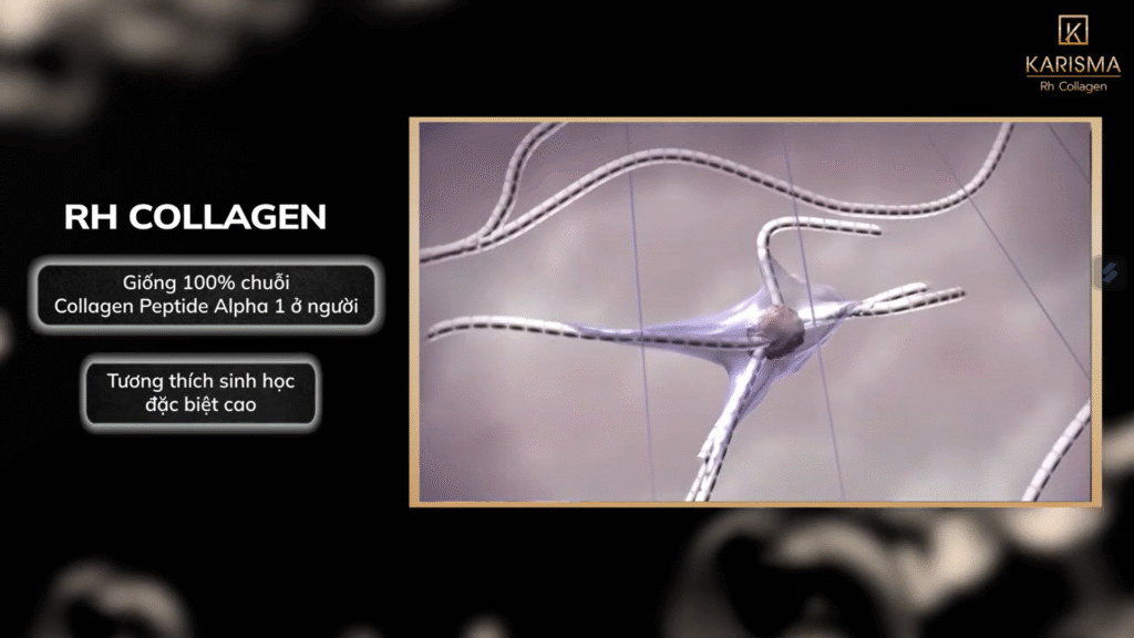 Ảnh minh họa 'rh_collagen_01.png' cho thấy cấu trúc collagen nội sinh độc đáo, tăng cường an toàn sinh học Karisma và hiệu quả điều trị vượt trội.